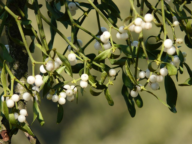 mistletoe-berries-16395_640.jpg